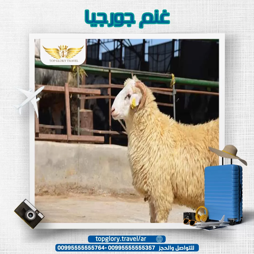 غنم جورجيا